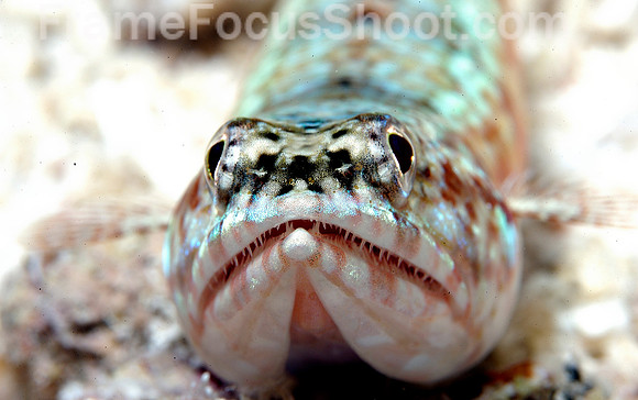 Lizard fish (detail)