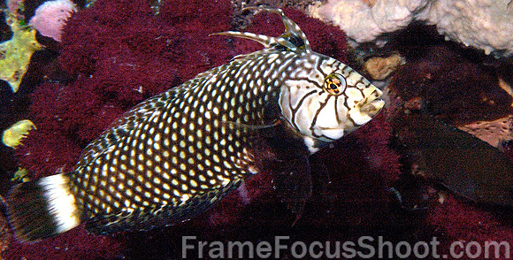 Rock mover wrasse2 1