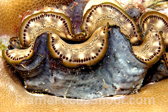 Sea clam face