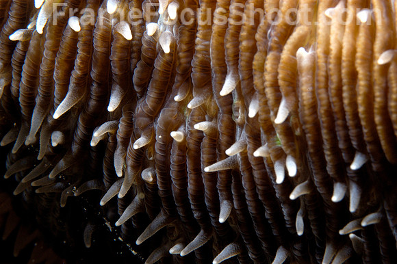 Sea cucumber spines  (detail)
