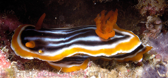 Nudi chromodoriskuiteri 1