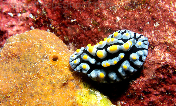 Nudi unidentified 1