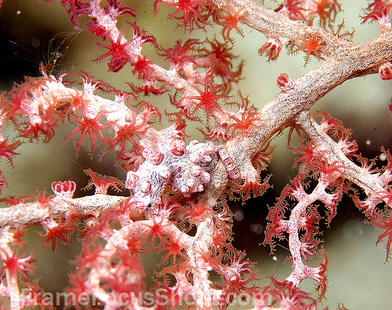 Pygmy seahorse sleeping... Can you see him?
