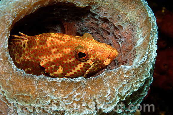 Grouper in blue azure sponge 2
