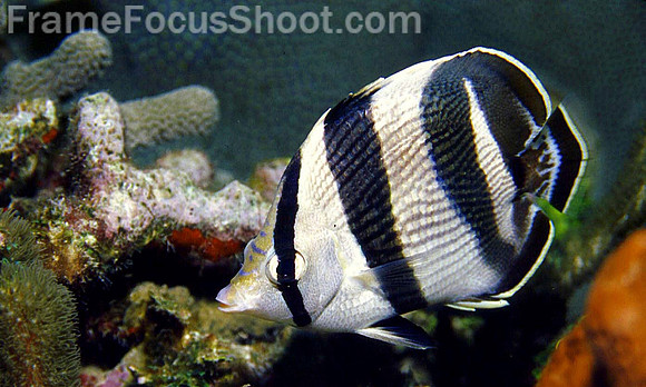 Single banded butterfly fish#26 1