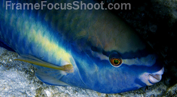 Blue-striped parrotfish 1