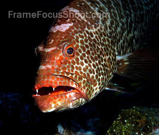 Tiger grouper