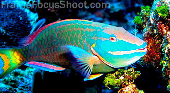 Supermale spotlight parrotfish 1