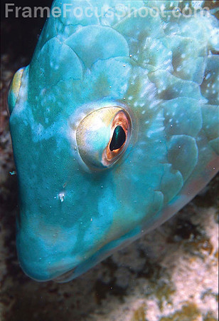 Striped parrot fish