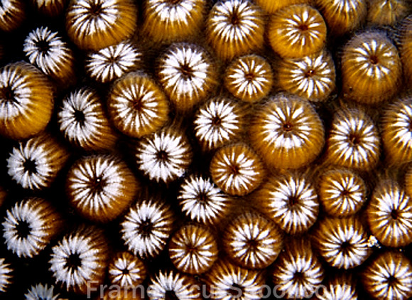 Great star coral