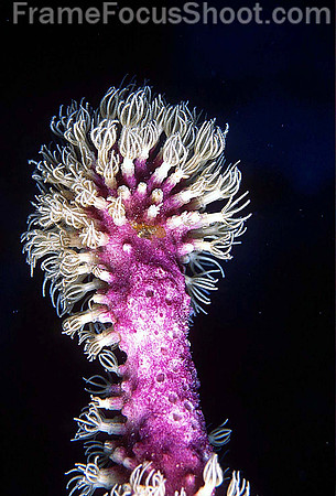 Gorgonian coral