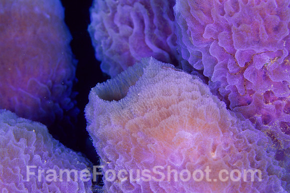 Blue azure sponge