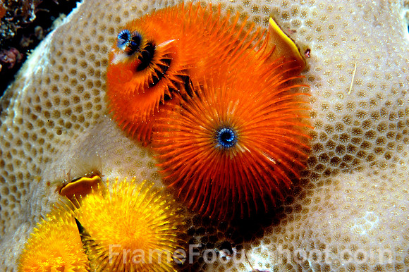 Christmas tree worms 2