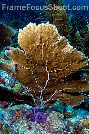 BVI sea fan
