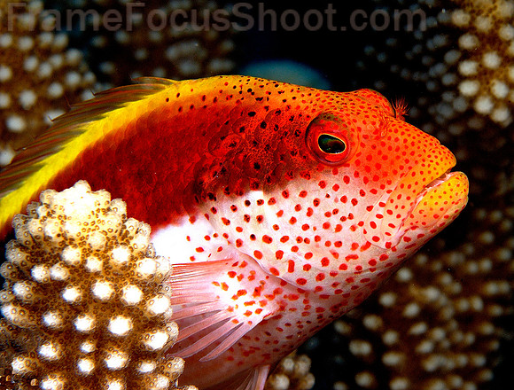 Hawkfish 1
