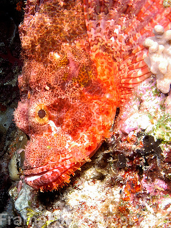Scorpionfish3 1