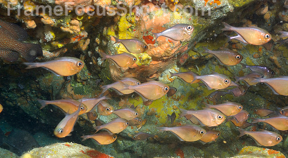 BVI - glossy sweepers 1