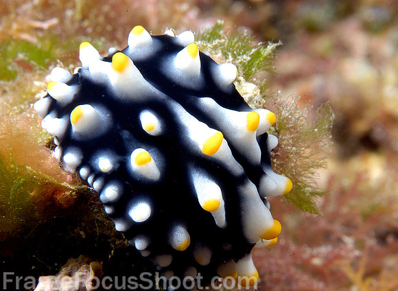 White & yellow spotted black nudibranch 1
