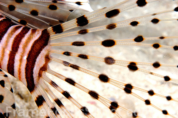 Lionfish tail (extreme detail)