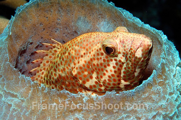 Cayman Brac-Juvenile grouper in Azure barrel sponge