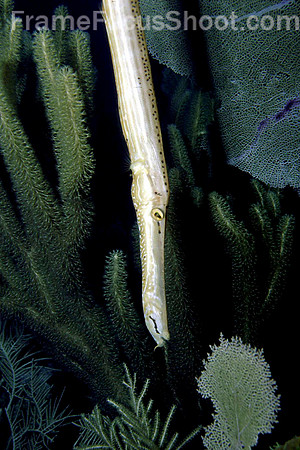 Trumpet fish