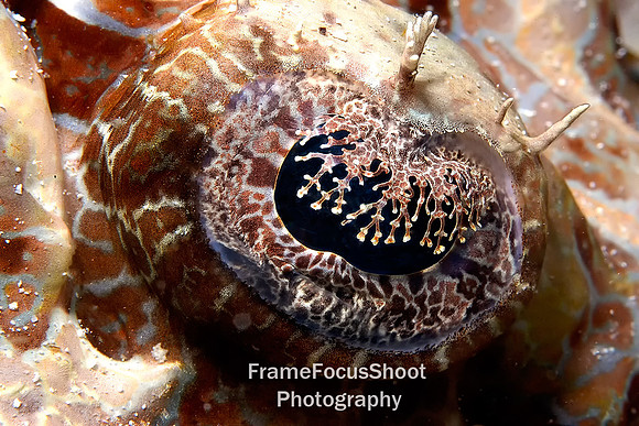 Crocodile fisheye, Balie