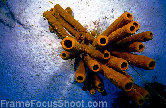 Stovepipe coral