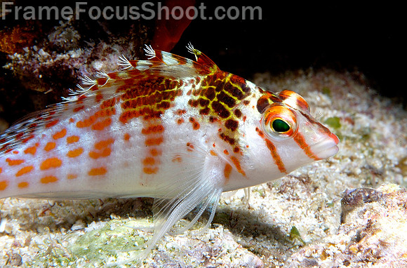 Red banded blenny 1
