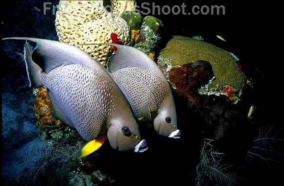 Grey angelfish