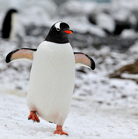 Happy, Gentoo.