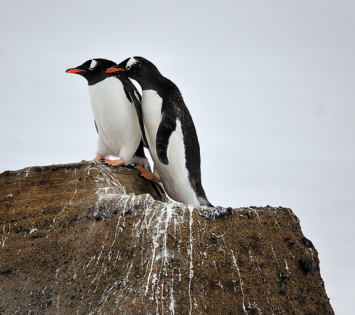 Gentoo buddies.
