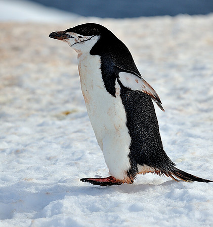 Chinstrap on the ice .