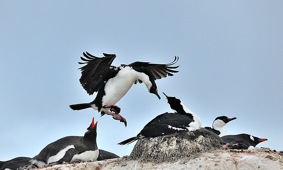 Imprial Shag , landing on the nest.