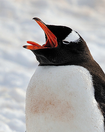 Gentoo singing .
