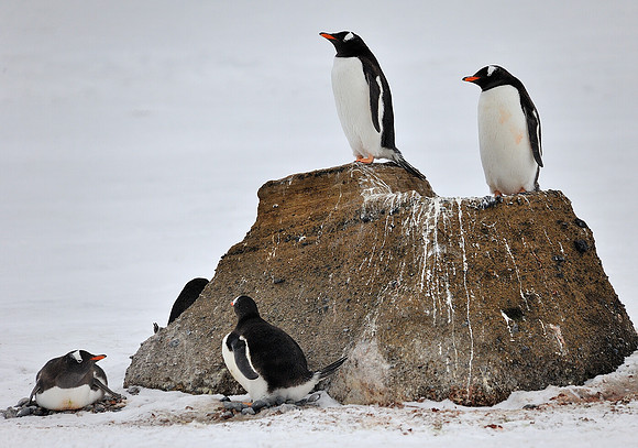 On the lookout.  Gentoo's.