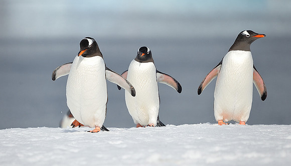 Gentoo stroll .