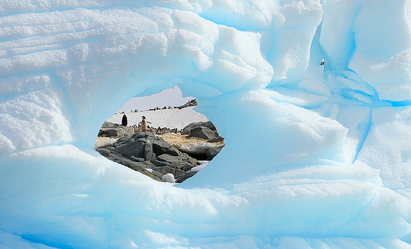 Close up of Gentoo's through the ice.