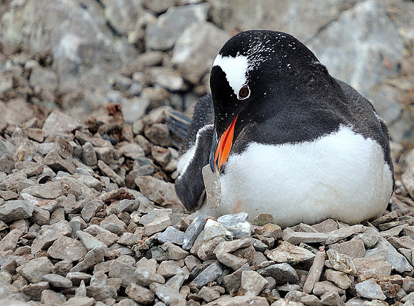 Gentoo , arranging the nest .
