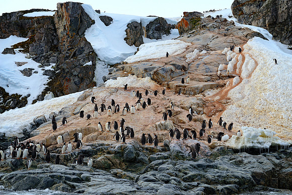 Crowed Gentoo rookery.