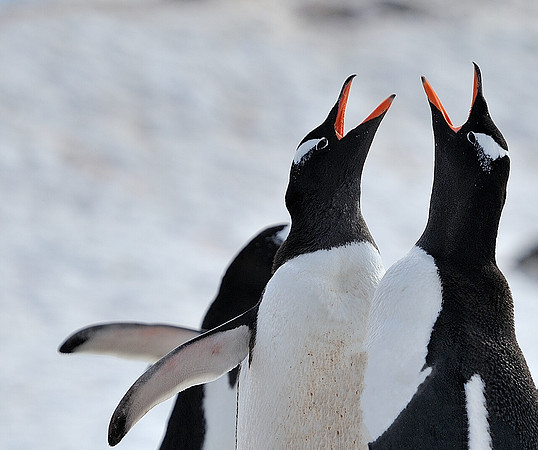 Gentoo duo.