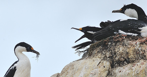 Imperial Shag, with mate.