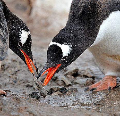Gentoo pair, adjusting the nest.