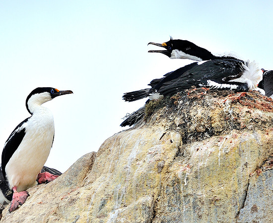 Imperial Shag,  and mate.