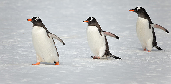 Gentoo"s .