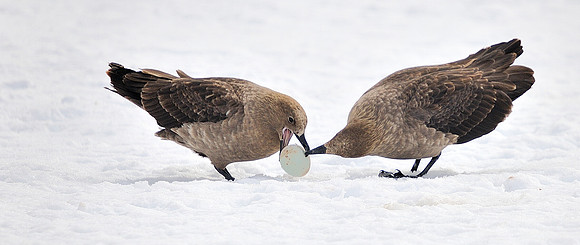 Brown Skua, opening the stolen egg.