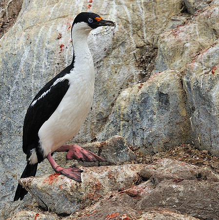 Imperial Shag.