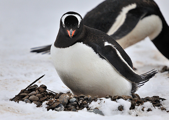 Gentoo and stone nest.