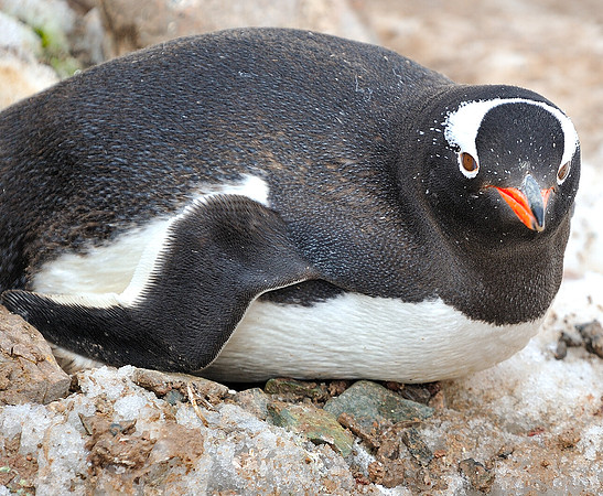Gentoo on the nest .