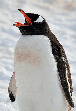Singing Gentoo.
