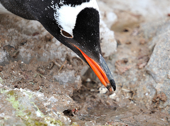 Gentoo , choosing the rock.